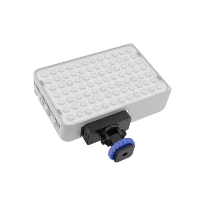 amaran Ace 25c